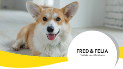 CS-Teaser-fredfelia-it-250x140