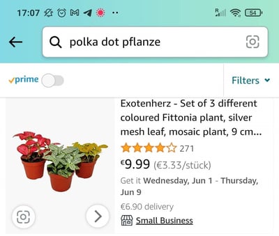 local-small-business-amazon-piante