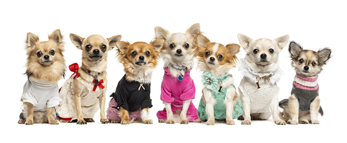 cani indossano dei cappottini venduti per un mercato di nicchia