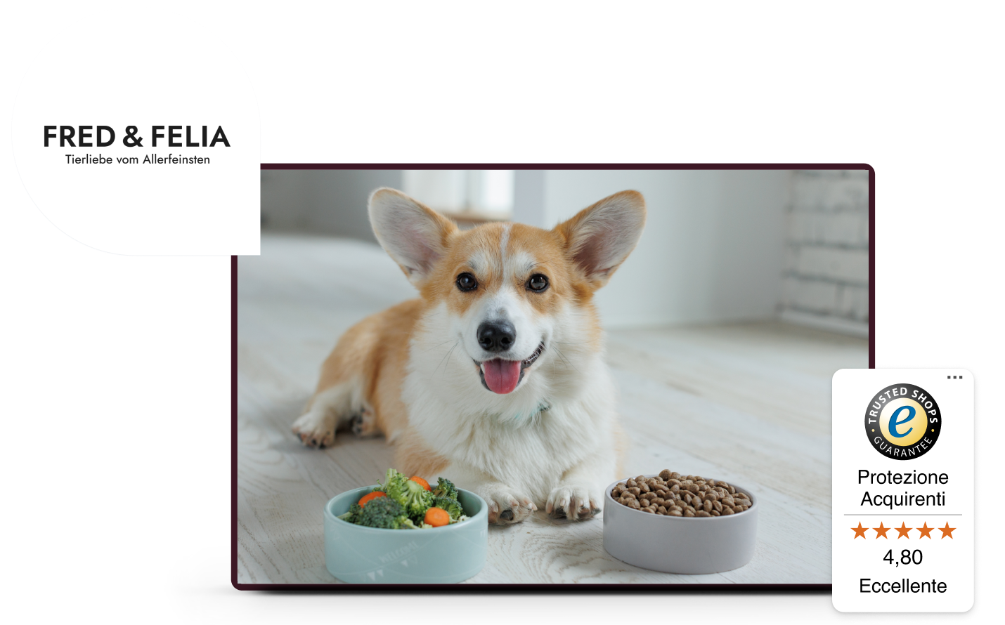 cane di razza corgi che mangia cibo del brand Fred & Felia